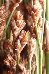 Restio paniculatus