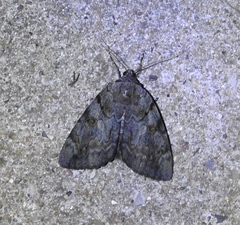 Catocala agrippina