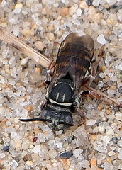 Triepeolus pectoralis