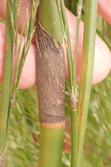 Restio paniculatus