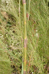 Restio paniculatus