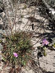 Armeria maritima