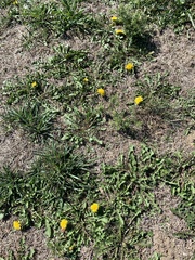 Taraxacum