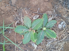 Berkheya radula