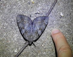 Catocala agrippina