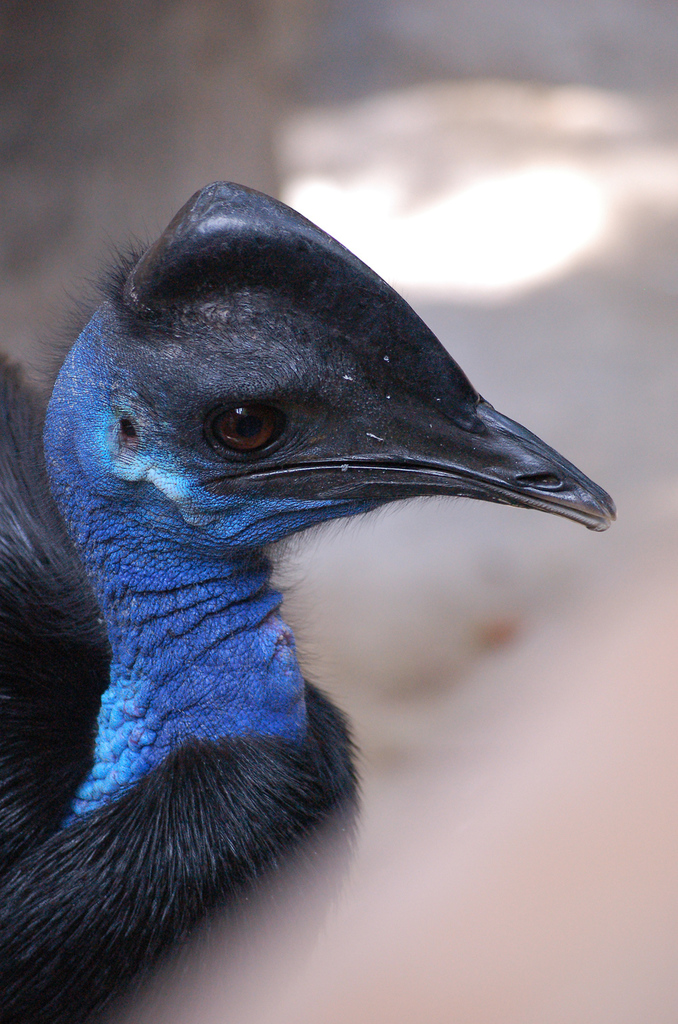 Dwarf Cassowary (guide) · iNaturalist