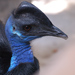 Dwarf Cassowary - Photo (c) Martin Sordilla, some rights reserved (CC BY)