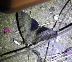 Catocala agrippina