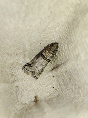 Acrobasis romanella