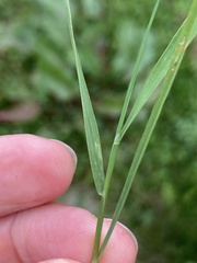 Agrostis stolonifera