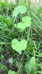 Malva