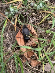 Carabus hortensis