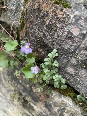 Cymbalaria muralis