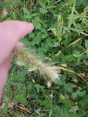 Setaria