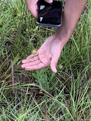 Bradburia pilosa