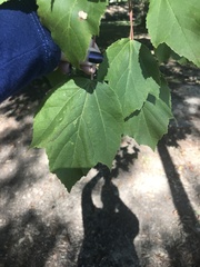 Acer pensylvanicum