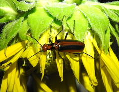 Pyrota tenuicostatis