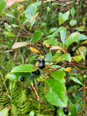 Aronia