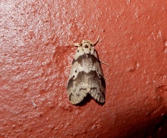 Eugoa basipuncta