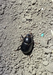 Pentodontini