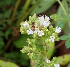 Toxomerus occidentalis