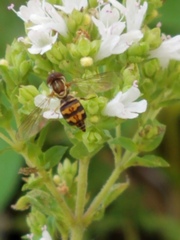 Toxomerus occidentalis