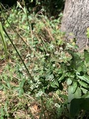 Torilis arvensis
