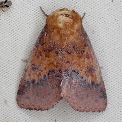 Pyrrhia aurantiago
