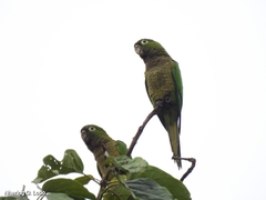 Eupsittula nana