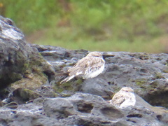 Chordeiles rupestris