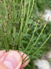 Equisetum arvense