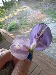 Centrosema virginianum