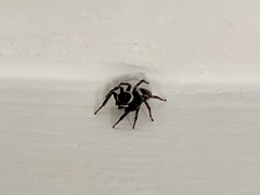 Hasarius adansoni