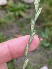 Lolium perenne