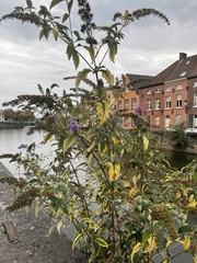 Buddleja davidii