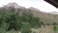 Papio ursinus ursinus