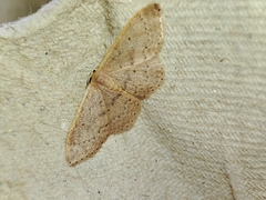Idaea eugeniata