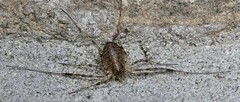 Paroligolophus agrestis