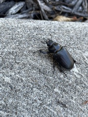 Lucanus placidus