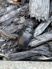 Lucanus placidus