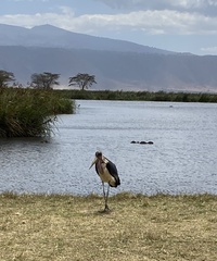 Leptoptilos crumenifer