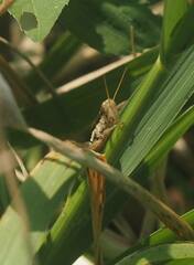 Pseudoxya diminuta