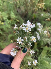 Symphyotrichum ericoides