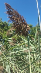 Phragmites