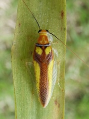 Pseudophyllodromiinae