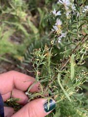Symphyotrichum ericoides