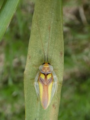 Pseudophyllodromiinae