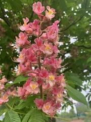 Aesculus