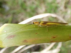 Pseudophyllodromiinae