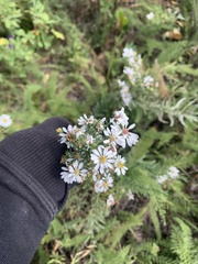 Symphyotrichum ericoides